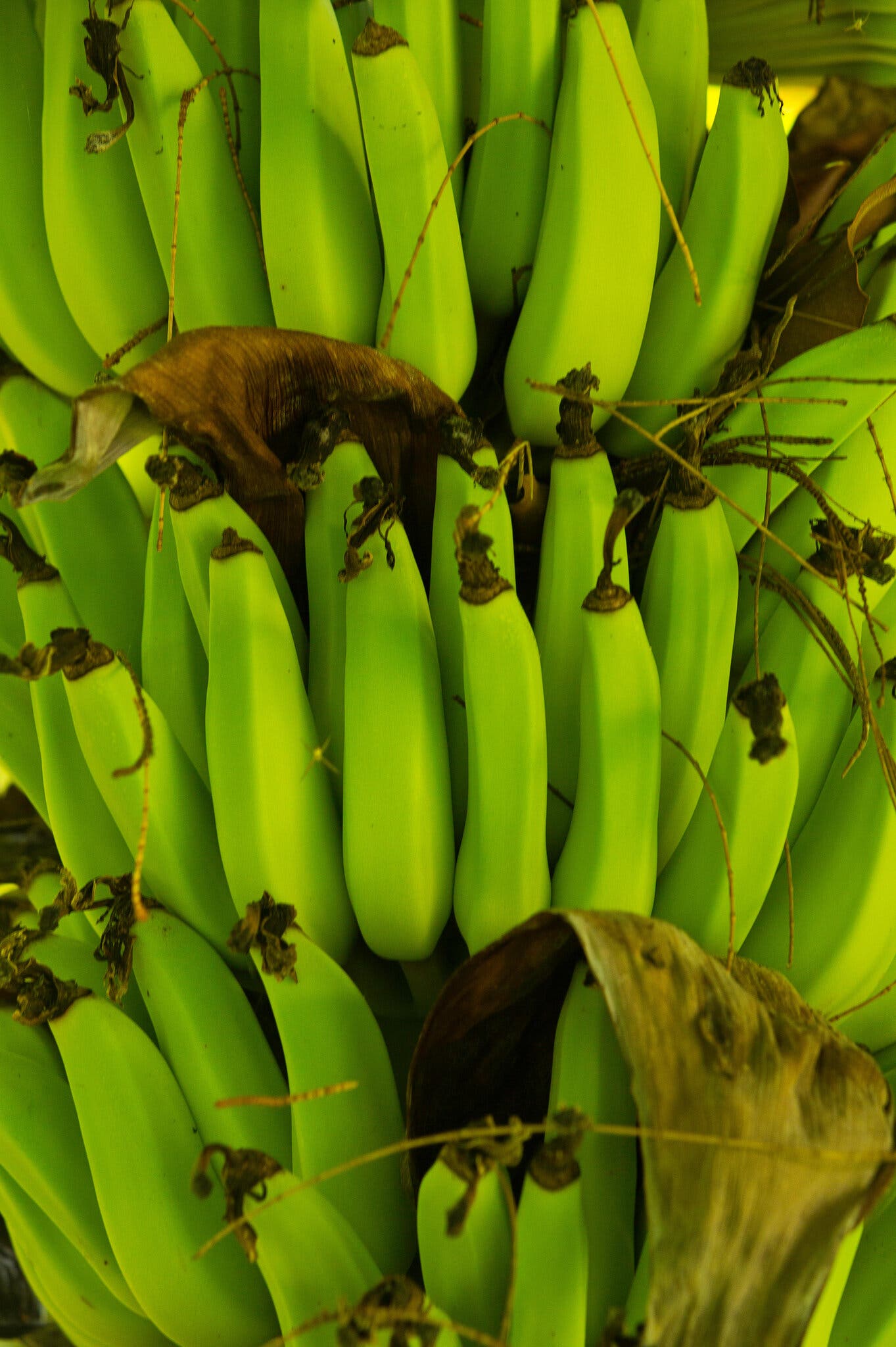 00SCI-BANANAS-01-bckz-superJumbo.jpg