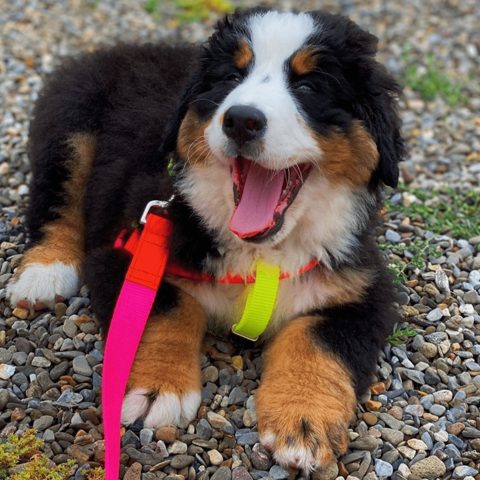 Pink/Orange Collar & Leash - pretti.cool