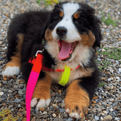 Pink/Orange Collar & Leash - pretti.cool