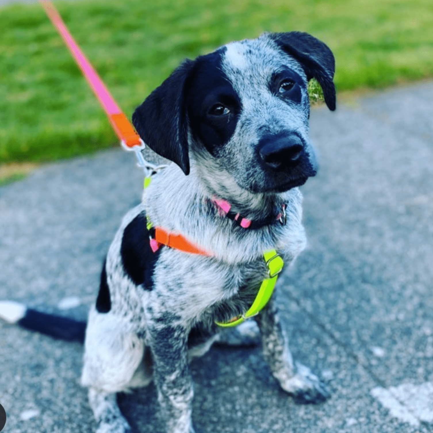 Pink/Orange Collar & Leash - pretti.cool