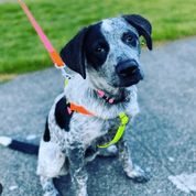 Pink/Orange Collar & Leash - pretti.cool