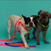 Pink/Orange Collar & Leash - pretti.cool