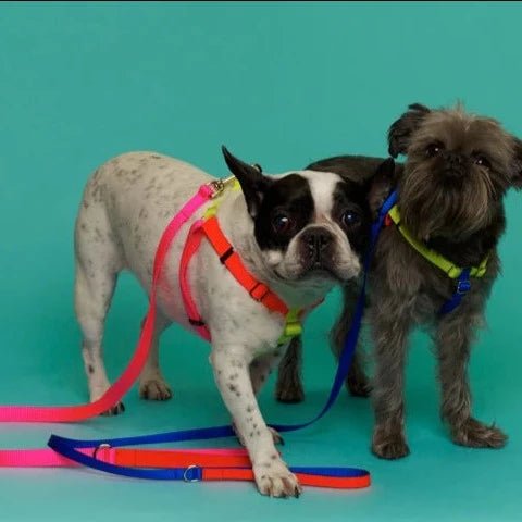 Pink/Orange Collar & Leash - pretti.cool
